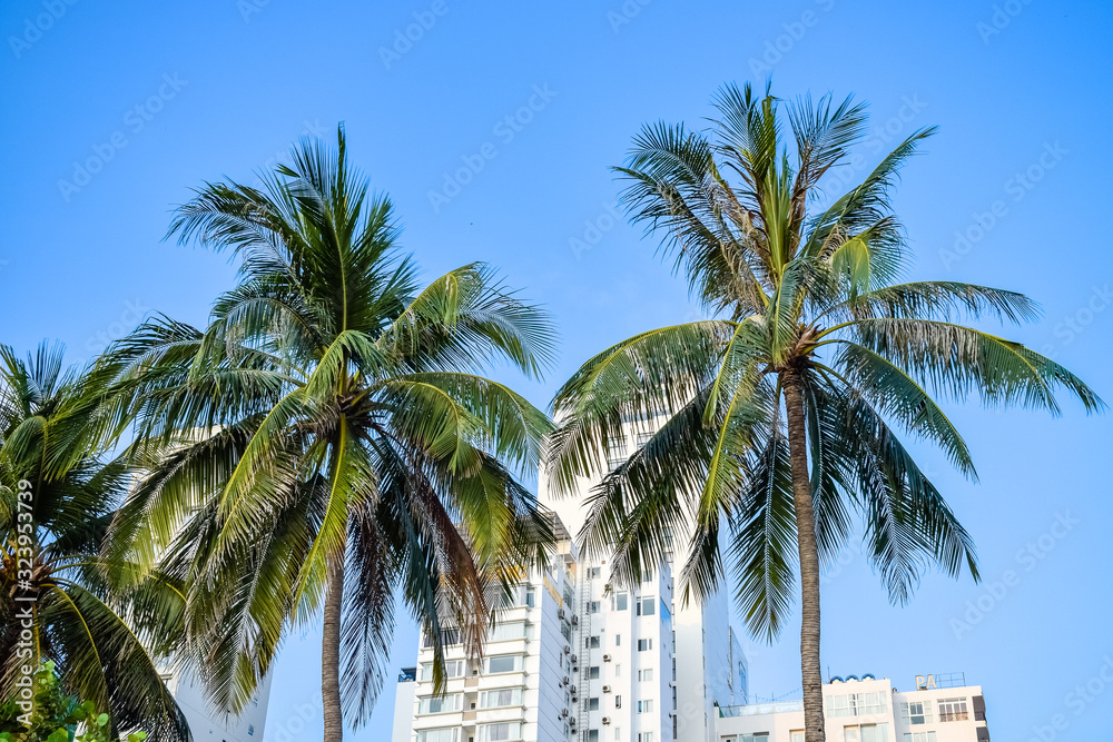 Two palm trees on the background of hotels in a resort in the tropics