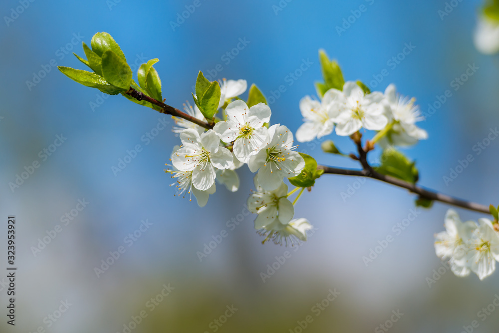 blossoming of cherry flowers in spring time with green leaves, natural floral seasonal creamy background - very shallow depth of field blossoming of cherry flowers in spring time with green leaves, natural floral seasonal creamy background - very shallow depth of field