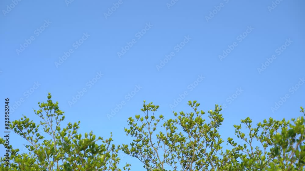 Green Jungle Trees and Palms Against Blue Sky and Shining Sun. Travel Vacation Nature Concept. Look Up View in Tropical Forest Background. 4K Steadycam Footage. Narathiwat, Thailand border, Malaysia. Green Jungle Trees and Palms Against Blue Sky and Shining Sun. Travel Vacation Nature Concept. Look Up View in Tropical Forest Background. 4K Steadycam Footage. Narathiwat, Thailand border, Malaysia.