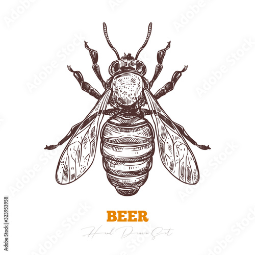 Hand darwn vector of honey bee isolated on white. Sketch engraving illustration of insect. Engraving illustration for beekeeping and apiculture farm