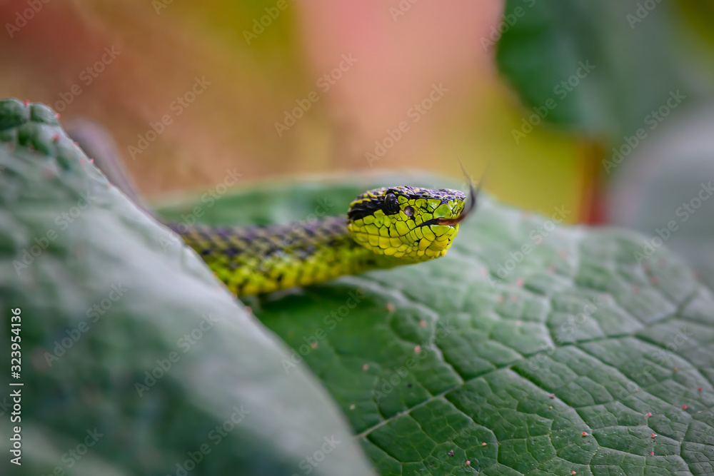 Talamancan Palm-Pitviper, Bothriechis nubestris, nature habitat. Rare new specie viper in tropical forest. Poison snake in the dark jungle. Detail of beautiful green snake from Costa Rica, in moss. Talamancan Palm-Pitviper, Bothriechis nubestris, nature habitat. Rare new specie viper in tropical forest. Poison snake in the dark jungle. Detail of beautiful green snake from Costa Rica, in moss.
