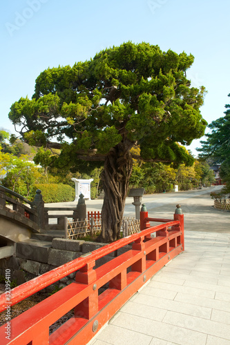 Tree at the entrance to Tsurugaoka Hachimangu Shrine, Kamakura, Kanagawa Prefecture, Greater Tokyo Area, Japan photo