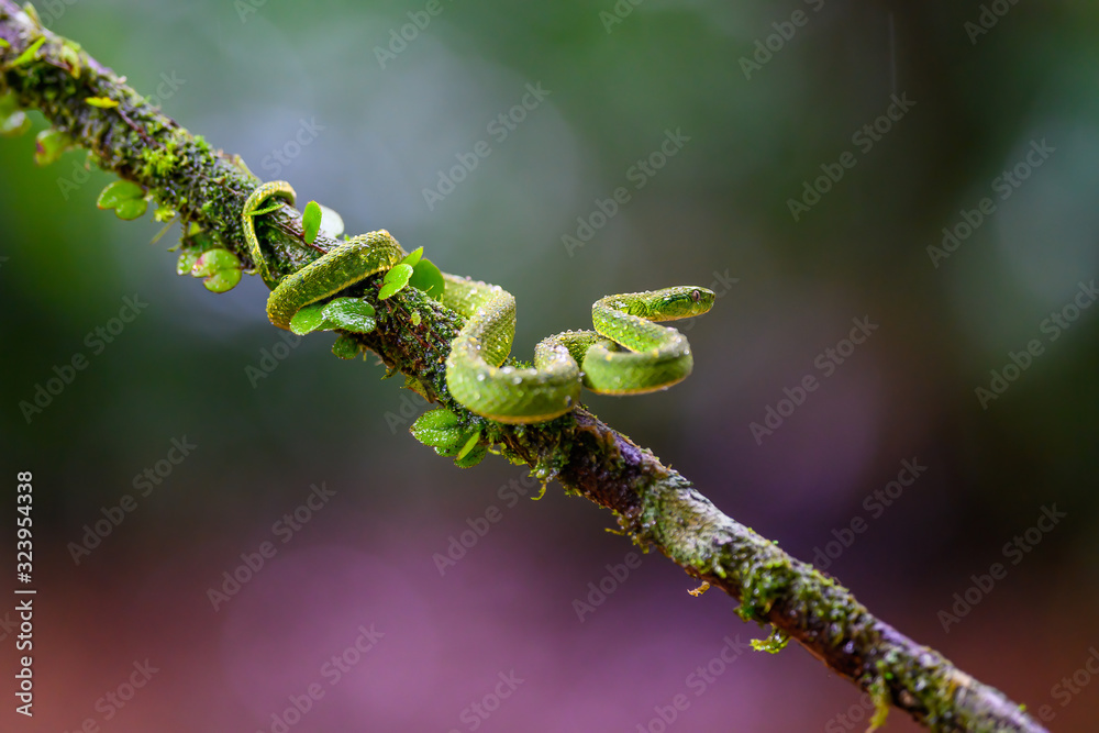 Talamancan Palm-Pitviper, Bothriechis nubestris, nature habitat. Rare new specie viper in tropical forest. Poison snake in the dark jungle. Detail of beautiful green snake from Costa Rica, in moss. Talamancan Palm-Pitviper, Bothriechis nubestris, nature habitat. Rare new specie viper in tropical forest. Poison snake in the dark jungle. Detail of beautiful green snake from Costa Rica, in moss.