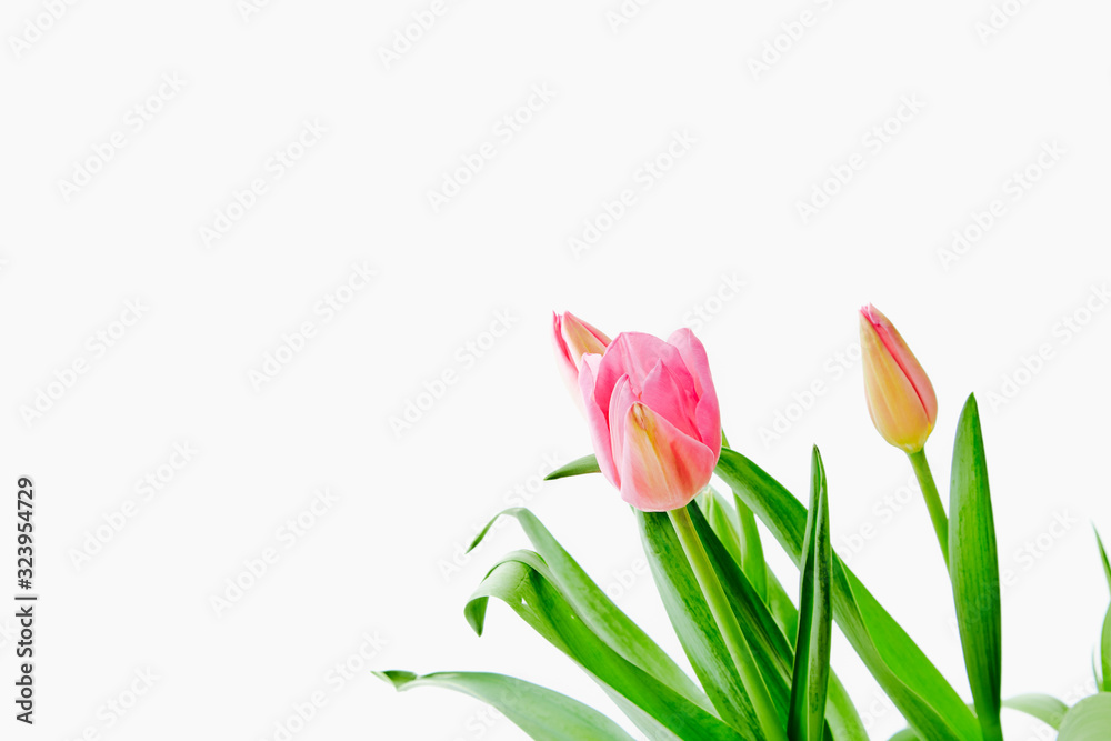 Beautiful bouquet tulips on white background Beautiful bouquet tulips on white background