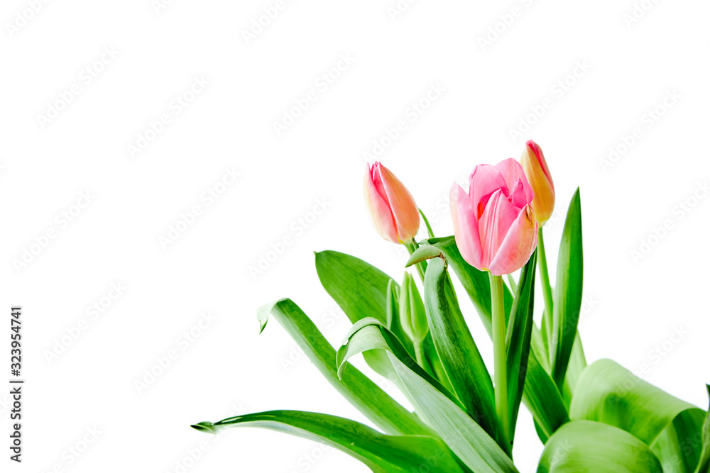 Beautiful bouquet tulips on white background Beautiful bouquet tulips on white background