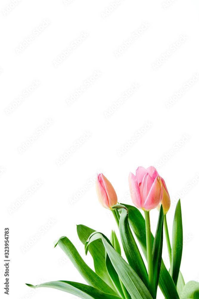 Beautiful bouquet tulips on white background Beautiful bouquet tulips on white background