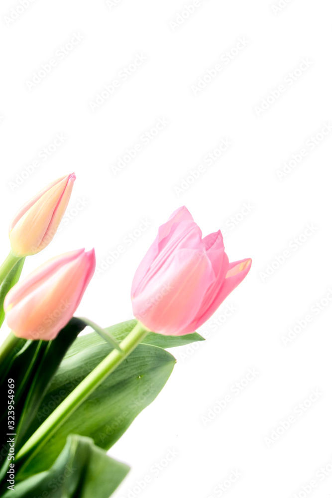 Beautiful bouquet tulips on white background Beautiful bouquet tulips on white background