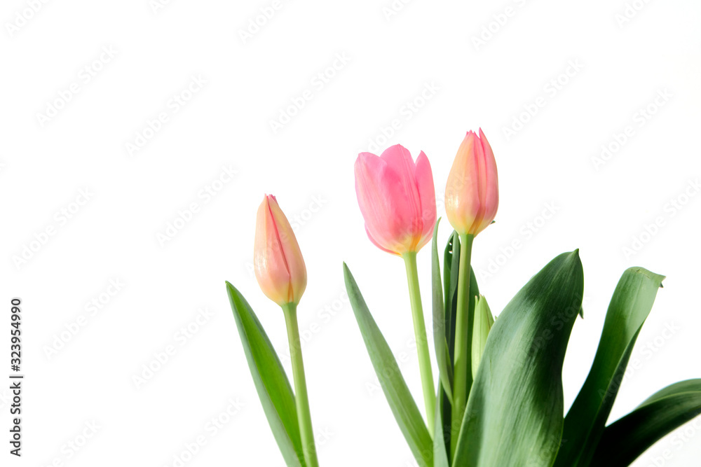 Beautiful bouquet tulips on white background Beautiful bouquet tulips on white background