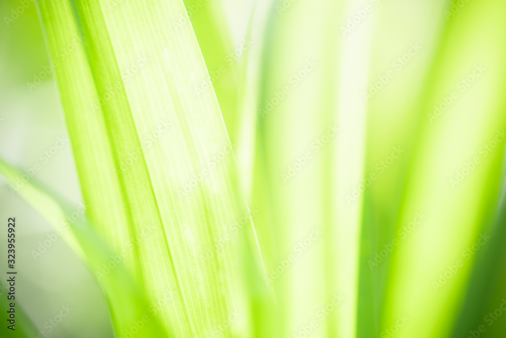 Green leaf nature on blurred greenery background. Beautiful leaf texture in sunlight. Natural background. close-up of macro with copy space for text. Green leaf nature on blurred greenery background. Beautiful leaf texture in sunlight. Natural background. close-up of macro with copy space for text.