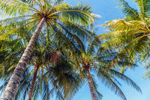 Coconut Tree Cocos palm