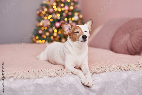 Christmas Jack Russell Terrier dog. Hotel concept for animals. Vetclinic. Animal Calendar Template. Christmas card with dog. Animal shelter. Gift for children, man’s best friend.Veterinary. © Aleksandr