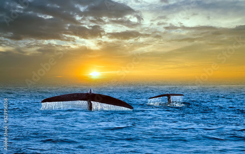 Obraz na płótnie Tale Blue Whale Watching in Sri Lanka marine life indian ocean Mirissa