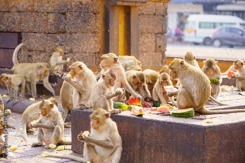 A thai monkey or Crab-eating macaque, Macaca Fascicularis Raffles Eating bananas and sitting and blur background in phra kal shrine, Lopburi THAILAND
