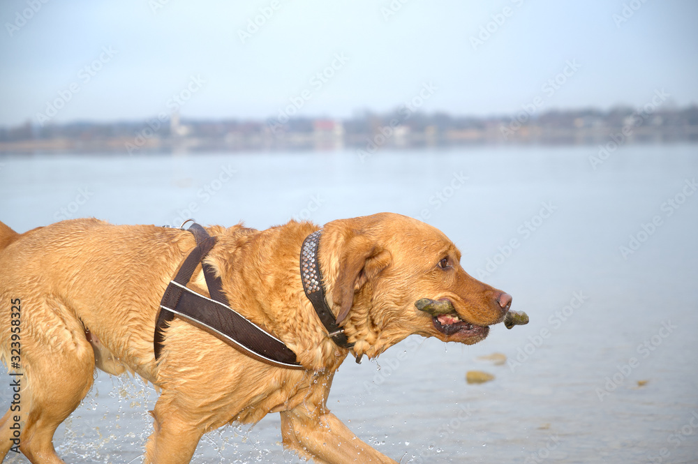 Fuchsroter reinrassiger Labrador Retriever beim Apportieren am See