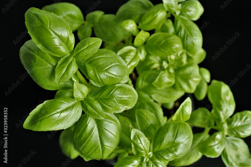Basil plant photo isolate on black top view Basil plant photo isolate on black top view