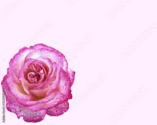 petals of a pink rose with water drops on mauve background   ffdbfc 