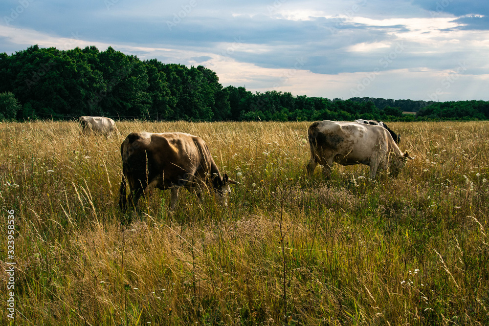 Cows on a summer pasture. Yellow grass on the field