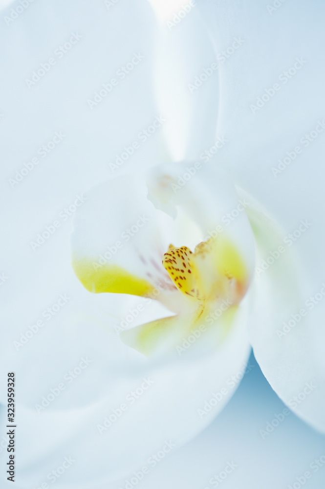 Obraz premium 胡蝶蘭 