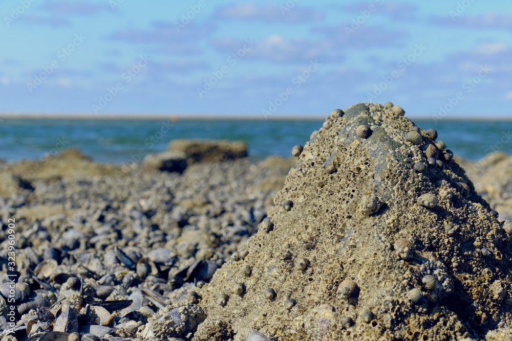 beach, stones in green algae, wet sand, shells beach, stones in green algae, wet sand, shells