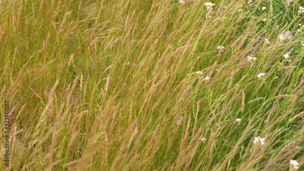 Natural meadow grass swayed by wind blow. The beautiful green swaying grass field is relaxing & romantic. It waving along wind breeze. Slow motion & copy space. Green environment concept Natural meadow grass swayed by wind blow. The beautiful green swaying grass field is relaxing & romantic. It waving along wind breeze. Slow motion & copy space. Green environment concept