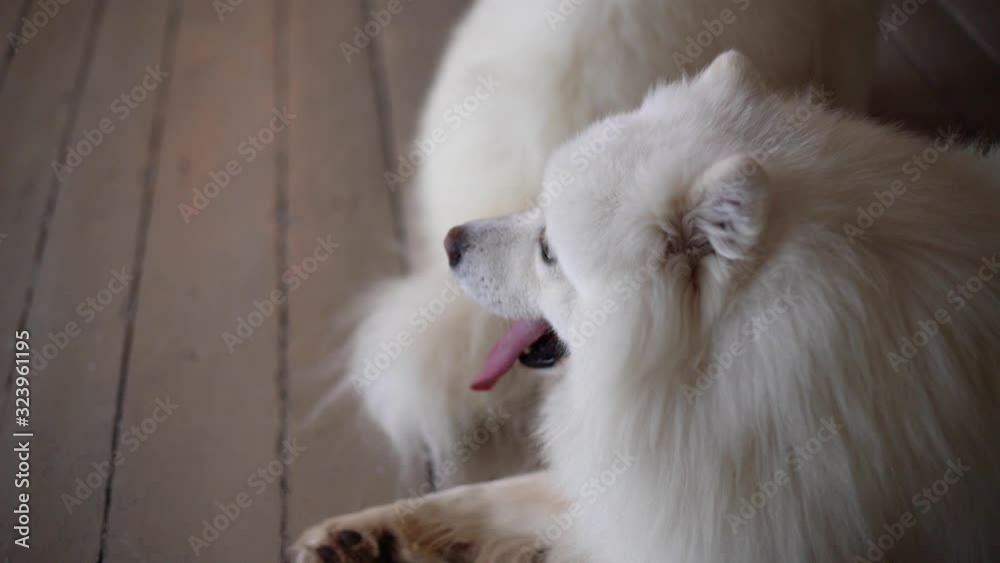 Portrait of a white dog of the breed Samoyed lying on the floor and actively breathing with his tongue sticking out. Shooting in slow motion. Portrait of a white dog of the breed Samoyed lying on the floor and actively breathing with his tongue sticking out. Shooting in slow motion.