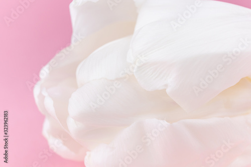 Petals of a white tulip on a pink background. Macro photo. The concept of a holiday, celebration, women's day, spring. Background natural image, suitable for banner, postcard. Copyspace.