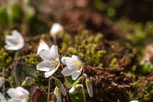 Fototapeta Naklejka Na Ścianę i Meble -  wild anemone nemorosa or wood anemone white flowers blooming in early spring on a forest