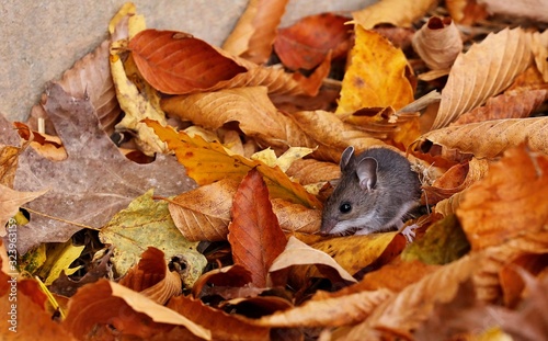 The deer mouse(Peromyscus maniculatus) is rodent, common most species often called the North American deermouse. photo