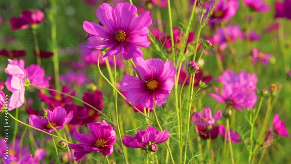 Close up of pink cosmos flower in the evening light of the sunset,Flowers that are blooming in the summer countryside garden Close up of pink cosmos flower in the evening light of the sunset,Flowers that are blooming in the summer countryside garden