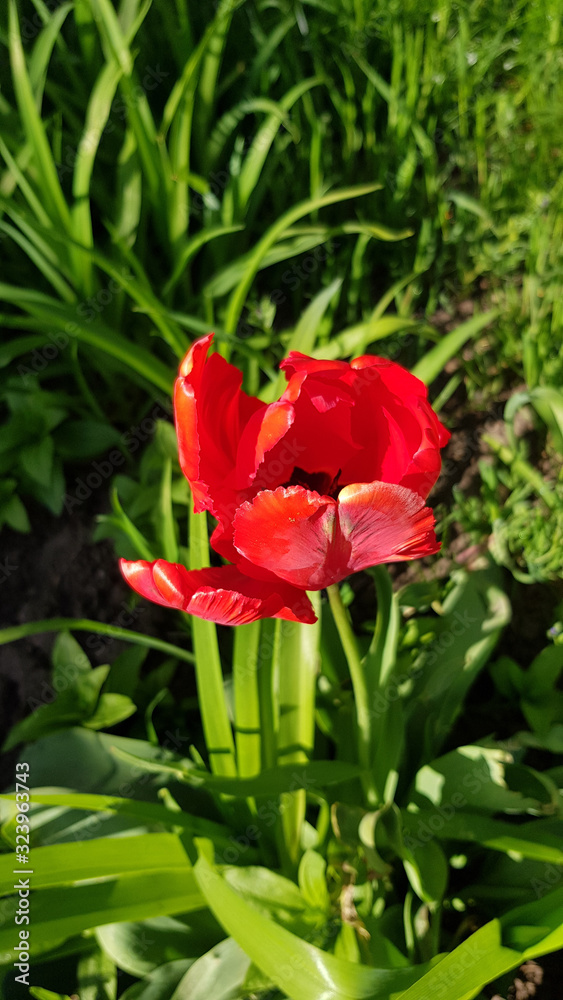 Red tulips in the garden. Bright red tulip flower with opened crumpled petals closeup on blurred green foliage background. Springtime blooming season. Floral backdrop.