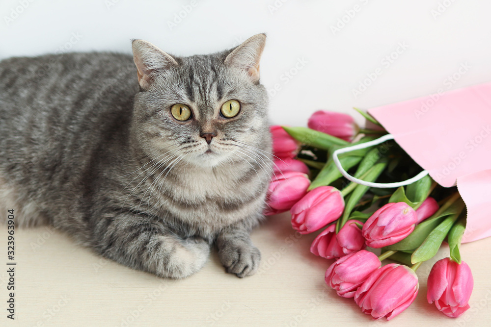 Grey pet cat near pink tulips, concept congratulations to March 8 Grey pet cat near pink tulips, concept congratulations to March 8
