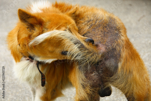 Quadro em tela ill dog with mange and he trying to bite around his tail to release itching