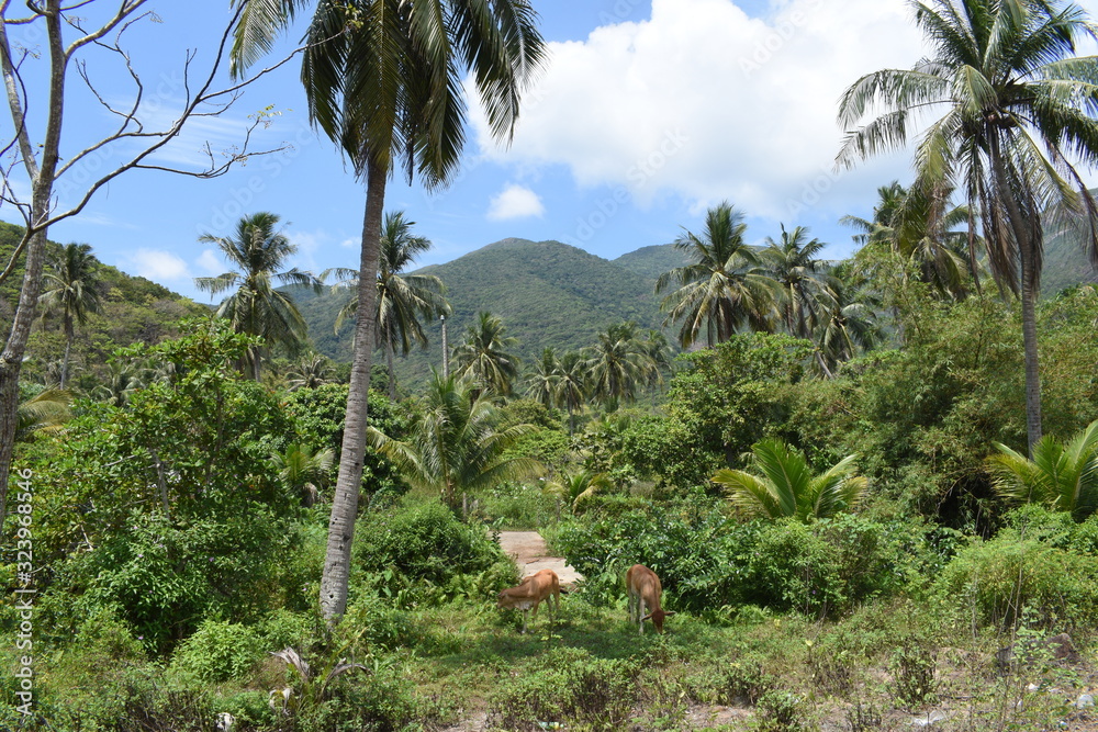 Fototapeta premium Jungle with cows graze and eat grass among the palm trees