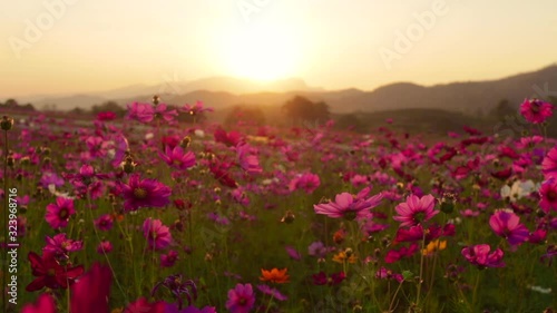 Pink cosmos flower fields in the evening light of the sunset,Flowers that are blooming in the summer countryside garden