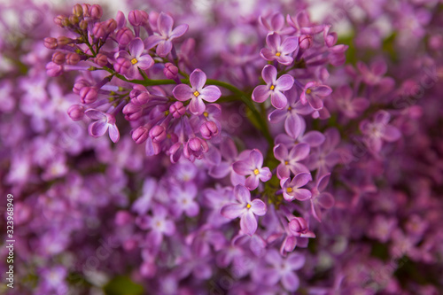 A branch of blossoming lilac (syringa) flowers. Lilac background. Lilac closeup. © IvSky