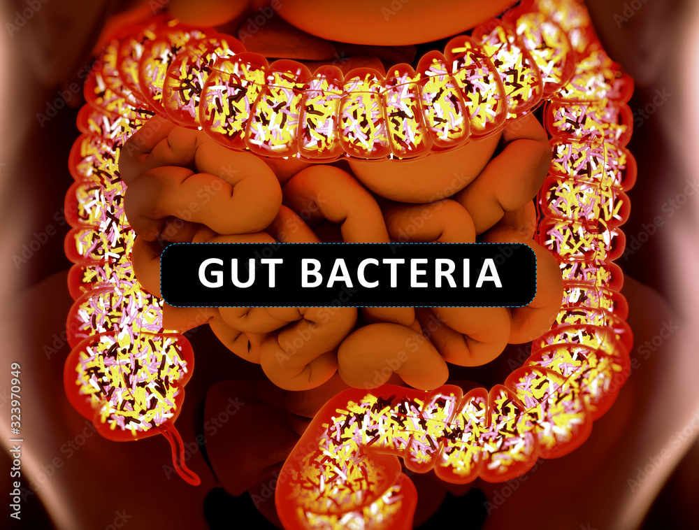 Gut bacteria , gut flora, microbiome. Bacteria inside the small