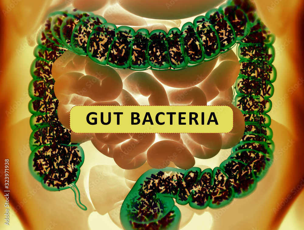 Gut bacteria , gut flora, microbiome. Bacteria inside the small