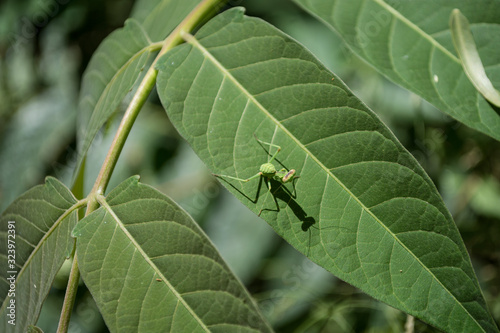 small green praying mantis on top of a green leaf sunbathing looking at camera