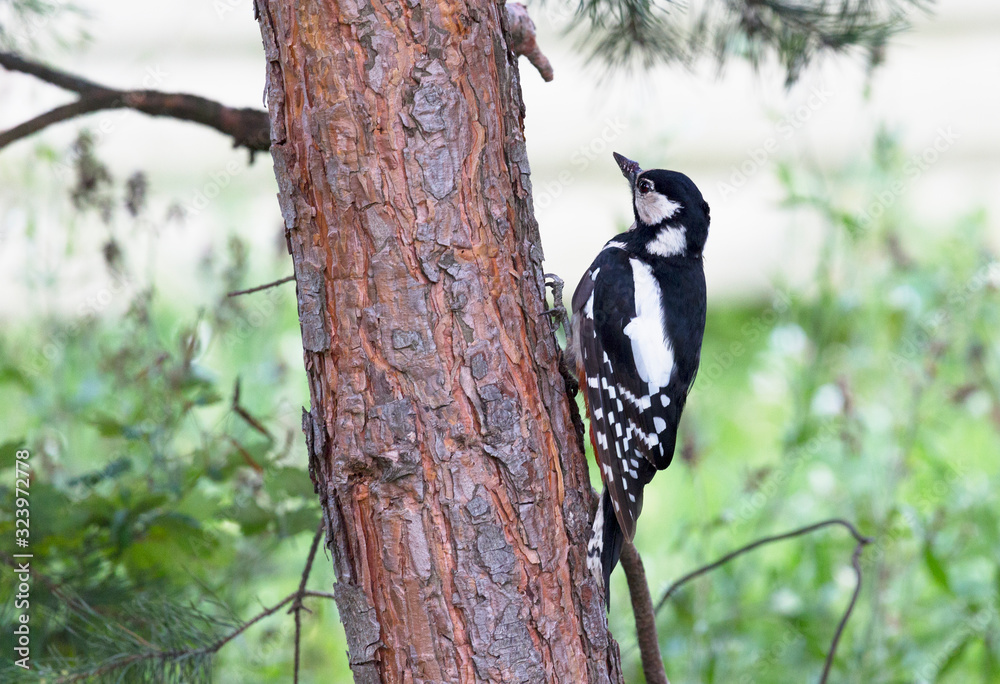 Young big spotted woodpecker sits on a pine trunk Young big spotted woodpecker sits on a pine trunk