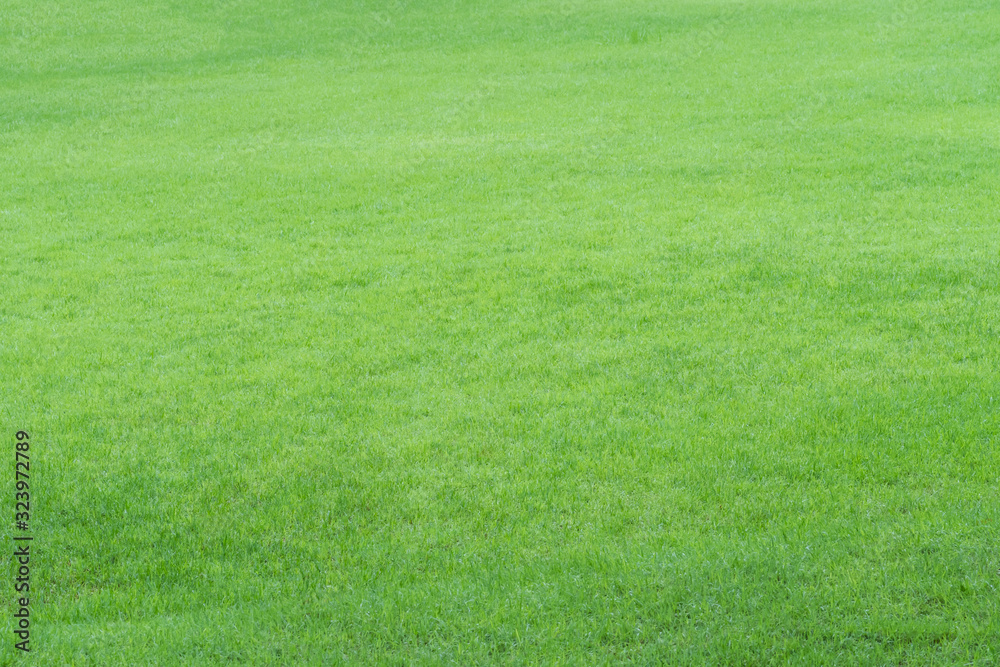 A natural green grass texture background.