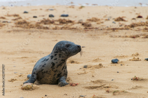 Grey seal baby pup, known as Atlantic horsehead seal or Halichoerus grypus, ashore in England