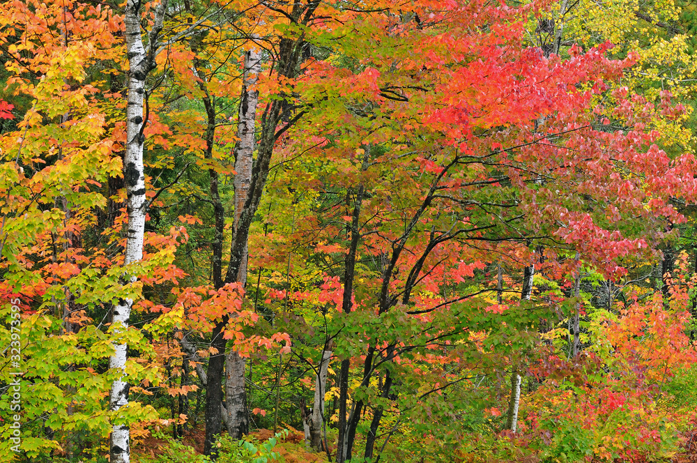 Landscape of autumn woodland with maples and aspens, Ottawa National Forest, Michigan's Upper Peninsula, USA Landscape of autumn woodland with maples and aspens, Ottawa National Forest, Michigan's Upper Peninsula, USA