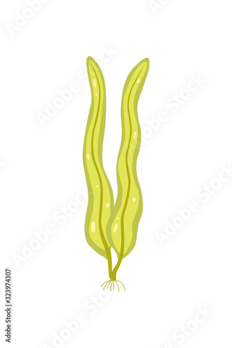 Vector seaweed icon isolated on whire. Sea underwater marine plant.