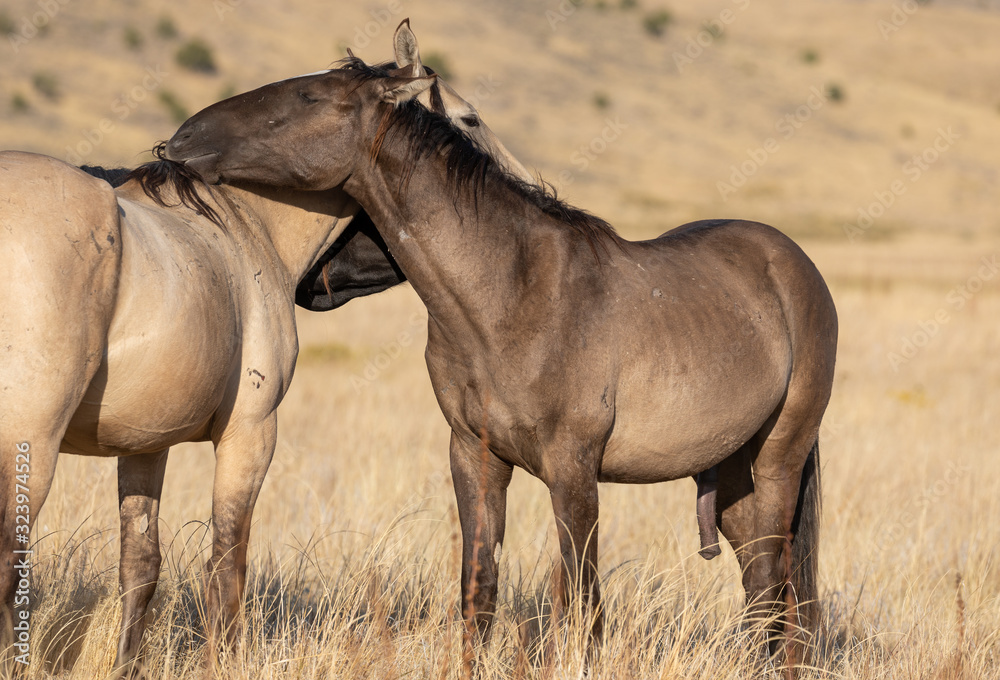 Wild Horses in Autumn in the Utah Desert Wild Horses in Autumn in the Utah Desert