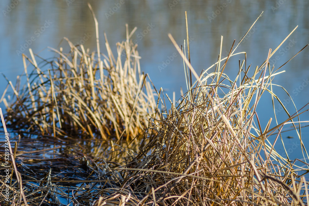 Fototapeta premium River of grass covered with water