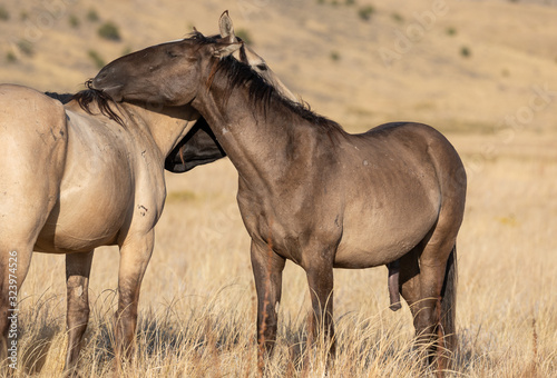 Wild Horses in Autumn in the Utah Desert