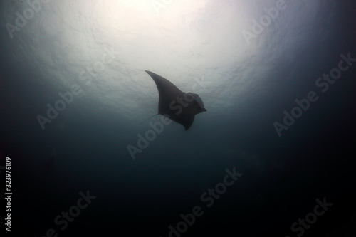 Manta ray swim into clear blue water