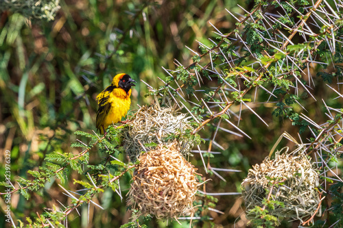 Alone Village weaver sitting at a branch photo