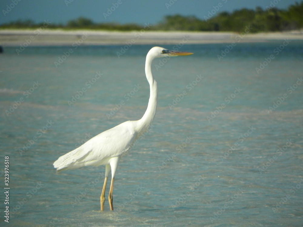 Obraz premium Garza blanca parada en la playa en Holbox, Mexico