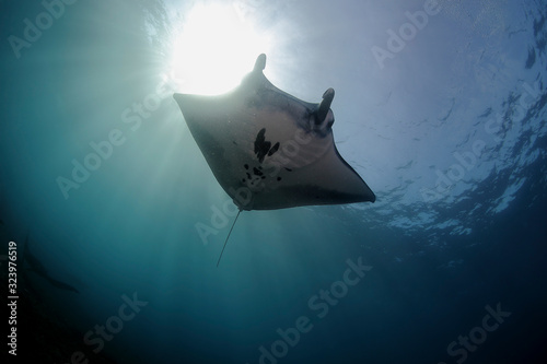 Manta ray swim into clear blue water © Юрий Свирский